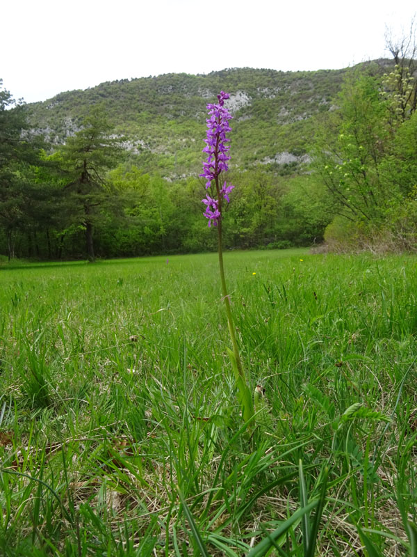 Orchis mascula subsp. speciosa